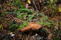 der Pilzreichtum Kanadas