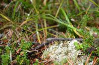 schwarze Krähenbeere-Crowberry