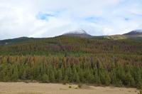 Spähtrupp unterwegs auf Elchjagd