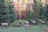 Wapiti Herde