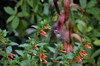 Butchart Gardens 4