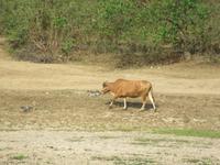 Fahrt auf dem Li-Fluss (2)