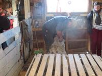 Besuch einer Estancia in El Calafate