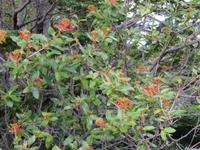 Nationalpark Los Glaciares