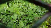 Costa Rica, Wanderung im Selvatura Park