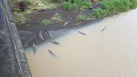 Costa Rica, Krokodile am Tarcoles Fluss