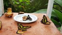 Costa Rica, Schmetterlings Garten