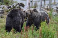 Grinder und Coola in Aktion