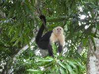 Costa Rica, Kapuzineraffe