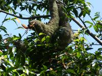 Costa Rica, Faultier