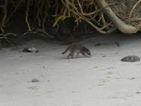 Costa Rica, Waschbär