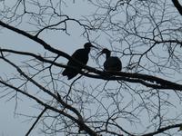 Costa Rica, grüner Ibis