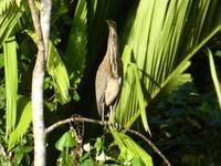 Costa Rica, Nacktkehlreiher