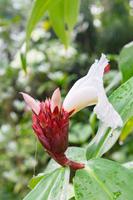 Singapur Botanischer Garten