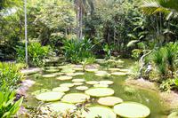 Singapur Botanischer Garten