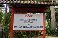 BOH Teeplantage