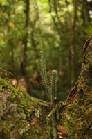 114 Amboro Nationalpark