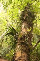 117 Amboro Nationalpark