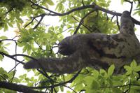 137 Faultier in El Torno