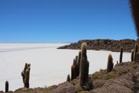 Insel Incahuasi auf dem Salar de Uyuni