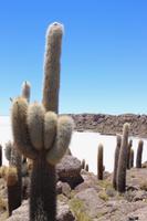 Insel Incahuasi auf dem Salar de Uyuni