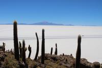 Insel Incahuasi auf dem Salar de Uyuni