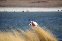 Flamingos an der Lagune Canapa