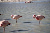 Flamingos an der Lagune Hedionda