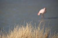 Flamingos an der Lagune Hedionda