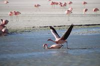 Flamingos an der Lagune Hedionda