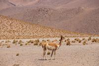 Vicuna