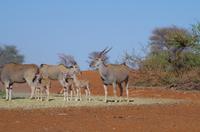 Namibia - Eland-Antilopen