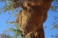 Namibia - Webervogelnest