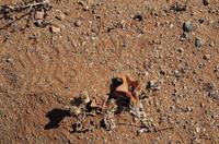 Namibia - Flora in der trockenen Steinwüste