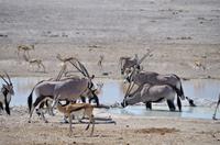 Namibia - Etosha Nationalpark