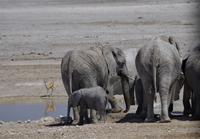 Namibia - Etosha Nationalpark