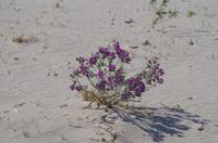 Namibia - Etosha Nationalpark - Oase im trockenen Etosha