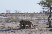 Namibia - Etosha Nationalpark