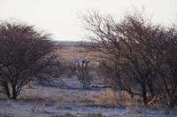Namibia - Etosha Nationalpark - Spitzmaulnashorn