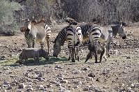 Namibia - Pirschfahrt im Reservat