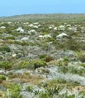 Am Westkap unterwegs: Fynbos-Pflanzenreich