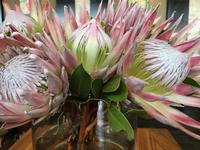 Die Pracht der Proteen