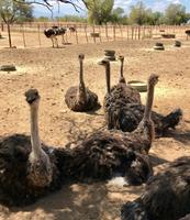 Oudtshoorn: Highgate Straußenfarm