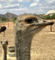 Oudtshoorn: Highgate Straußenfarm