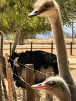 Oudtshoorn: Highgate Straußenfarm