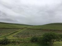 Unterwegs in Kwazulu-Natal: Zuckerrohrfelder
