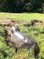 St. Lucia: Flußpferd an der Bootsanlegestelle