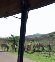 Hluhluwe Nationalpark: Zebras