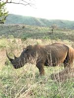 Hluhluwe Nationalpark: Breitmaulnashorn