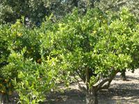 Neretvatal Mandarinenernte